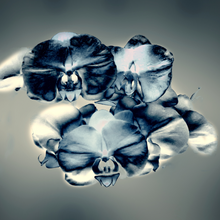 Load image into Gallery viewer, Inspired by Black Orchid Candle