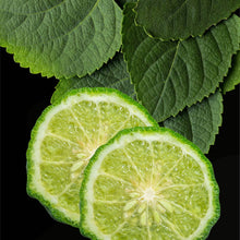 Load image into Gallery viewer, Reed Diffuser Scents