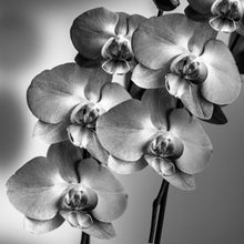 Load image into Gallery viewer, Reed Diffusers